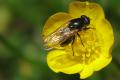 9363-dip-syrphidae-cheilosia-albitarsis-female-kalkstein-160706_t1.jpg