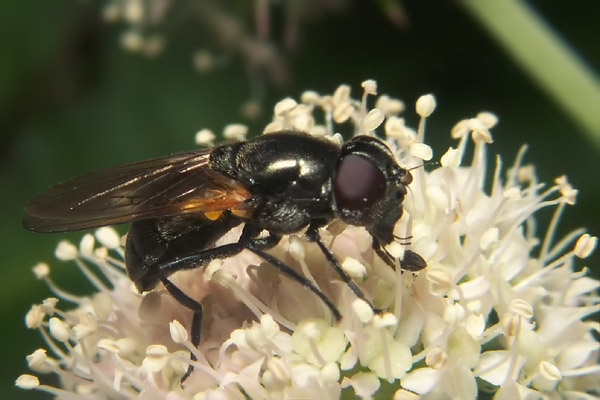 9553-dip-syrphidae-cheilosia-impressa-martawald-080804.jpg