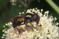 9553-dip-syrphidae-cheilosia-impressa-martawald-080804_t1.jpg