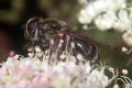 9636-0222-dip-syrphidae-cheilosia-gigantea-martawald-080804_t1.jpg