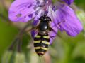 Click to view 990eriozona_erratica_080622_2393_t1.jpg