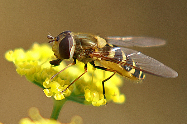 a-syrphus-vitripennis-w-lat.jpg