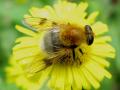 Click to view arctophila-superbiens---hook-20090829-09_cr_t1.jpg