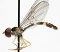 Click to view baccha_elongata_jf09-0218_t1.jpg