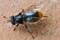 Click to view blera-fallax-w-dorsal_t1.jpg