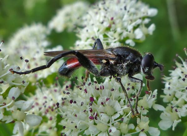 brachypalpoideslentusdi.jpg