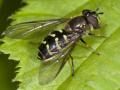 Click to view bu_2010_417_altiw_6787_dasysyrphus-lenensis_f_t1.jpg