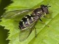 bu_2010_417_altiw_6787_dasysyrphus-lenensis_f_t1.jpg