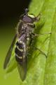 bu_2010_417_altiw_6791_dasysyrphus-lenensis_f_t1.jpg