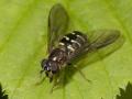 bu_2010_417_altiw_6795_dasysyrphus-lenensis_f_1_t1.jpg