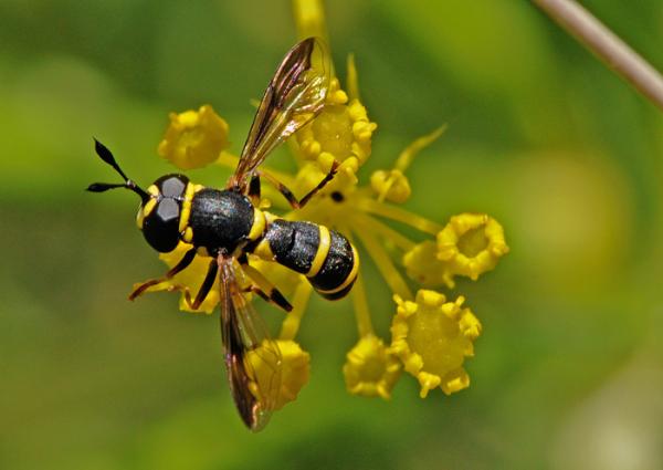 ceriana_vespiformis.jpg