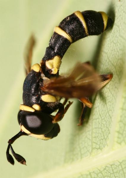 cerianaverspiformis2.jpg