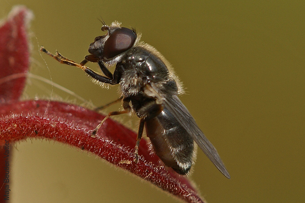 ch-caerulescens-m-lat.jpg