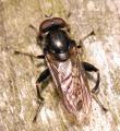 chalcosyrphus_nemorum_01_t1.jpg