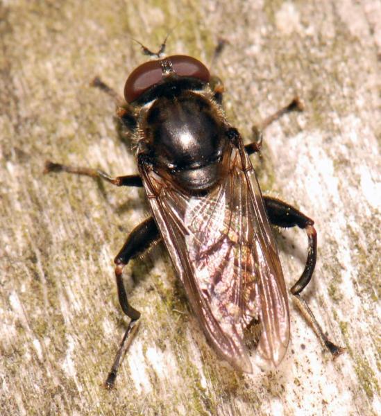 chalcosyrphus_nemorum_01.jpg