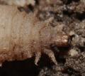 chalcosyrphus_nemorum_larva_3_t1.jpg