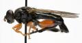 Click to view chalcosyrphus_valgus_jf09-0704_t1.jpg