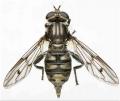 Click to view chalcosyrphusmetallifera14v_t1.jpg