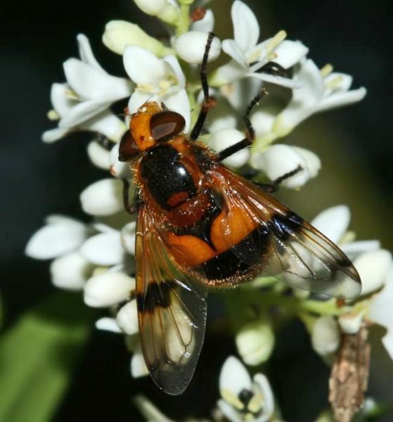 chanfroy062volucella_inflat.jpg
