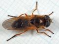 Click to view cheilosia_albipila001b_fe_t1.jpg