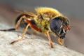 Click to view cheilosia_albipila003b_fe_t1.jpg