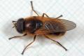 Click to view cheilosia_albipila012b_ma_t1.jpg