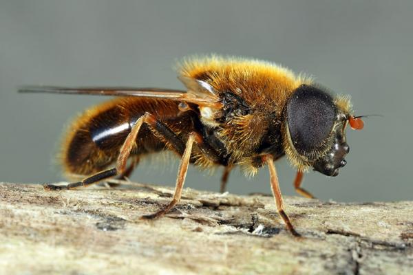 cheilosia_albipila018b_ma.jpg