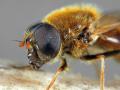 Click to view cheilosia_albipila019b_ma_t1.jpg