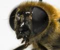 cheilosia_grossa_face_jf10-0050_t1.jpg