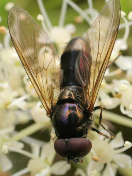 cheilosia_longula.jpg