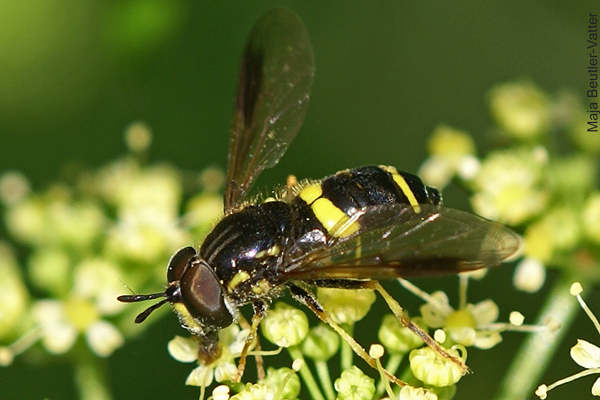 chrysotoxum-bicinctum-m.jpg