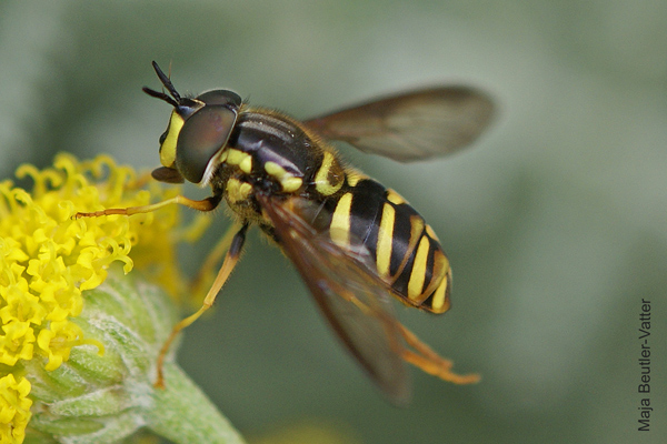 chrysotoxum-intermedium.jpg