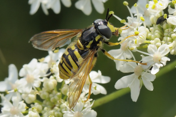 chrysotoxum9796.jpg