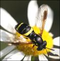 chrysotoxum_bicinctum_20060812_sweden_t1.jpg