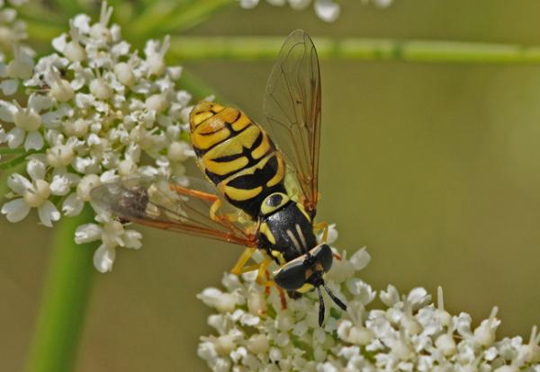 chrysotoxum_vernale_dilar.jpg