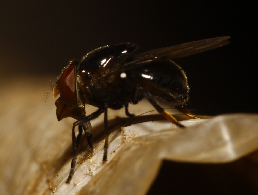 Syrphidae: Copestylum sp. 1 (female) (1)