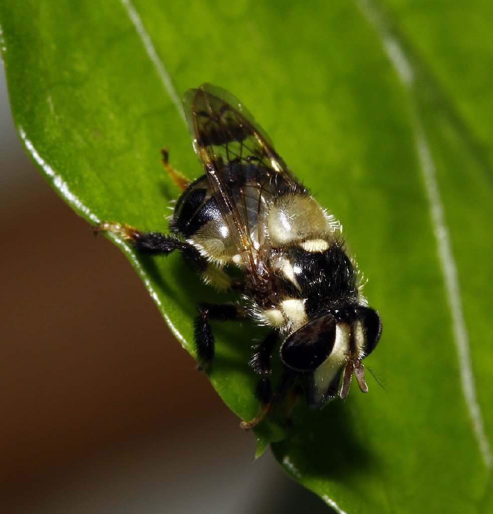 Syrphidae: Copestylum sp. 10 (female) (2)