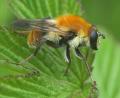 Click to view criorhina_floccosa_2009_05_09_tworfolk_t1.jpg