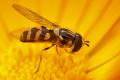 Click to view d-albostriatus-m_t1.jpg