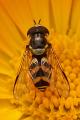 Click to view dasysyrphus-albostriatus-m-_t1.jpg