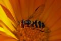Click to view dasysyrphus-albostriatus-w-_t1.jpg