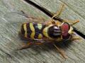 dasysyrphus_albostriatus_1_t1.jpeg