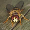 Click to view dasysyrphus_albostriatus_2_t1.jpeg