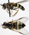 Click to view dasysyrphus_tricinctus_jf09-3089_t1.jpg