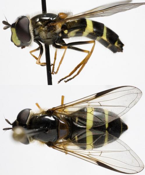 dasysyrphus_tricinctus_jf09-3089.jpg