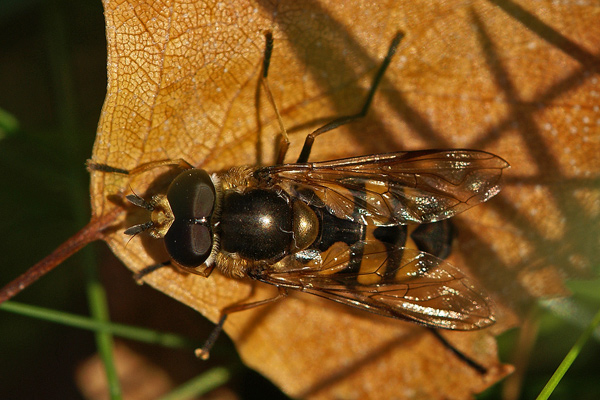 didea-fasciata-m-dorsal.jpg