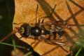 Click to view didea-fasciata-m-dorsal_t1.jpg
