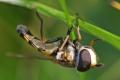 Click to view didea-fasciata-m-lateral_t1.jpg