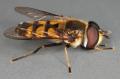 Click to view didea_fasciata_t1.jpg