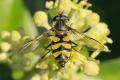Click to view dideafasciata8539_t1.jpg